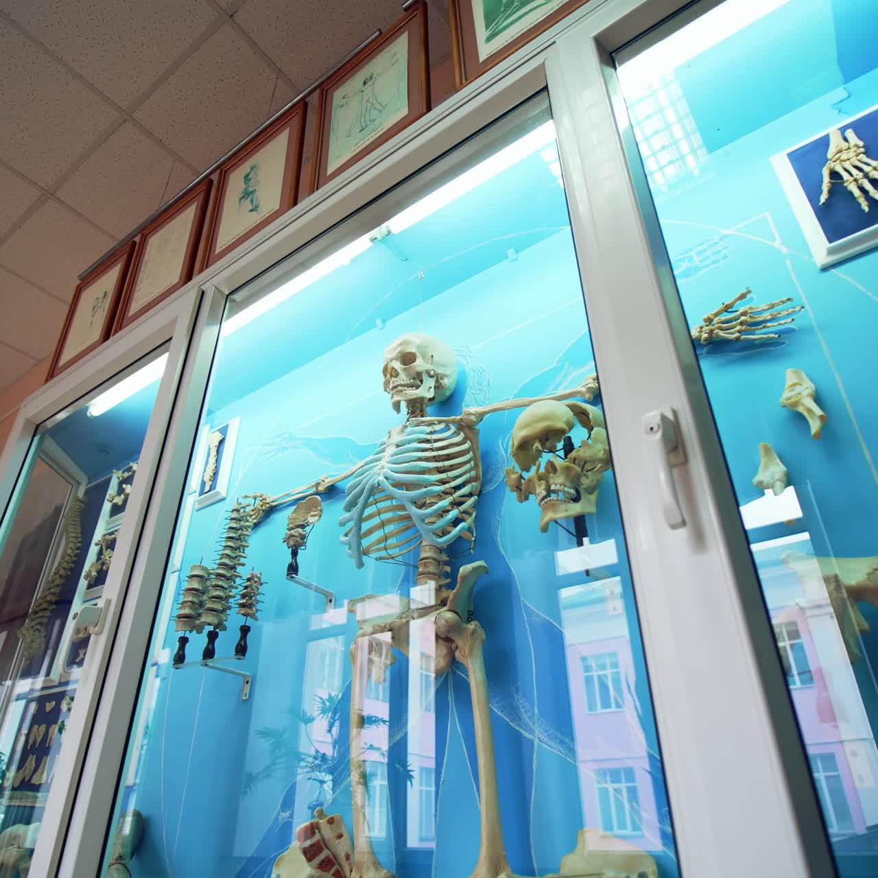Interior of medical museum. Medical human skeleton model on display at medical museum