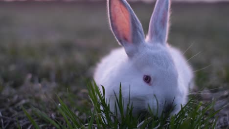 hungry white rabbit eats young grass