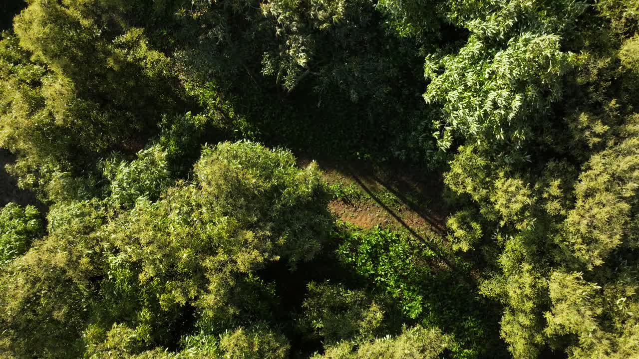 DRONE : TOP DOW SLOW ROTATING SHOT OF AVOCADO TREE TOPS