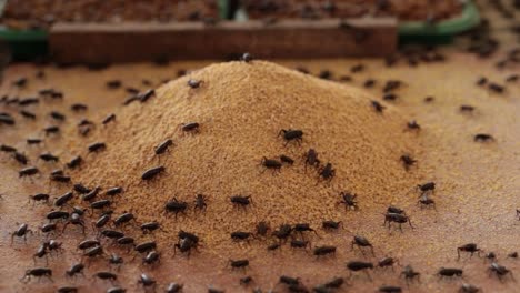 Macro-Footage-of-Crickets-Eating-Their-Food-That-Farmer-Feed-Them