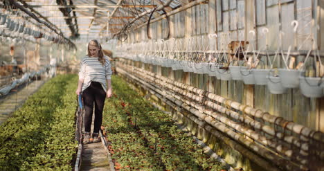 jardinera trabajando con plántulas en invernadero 8