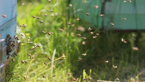 bees flying around the honeycomb. swarm of honey bees flying in apiary.