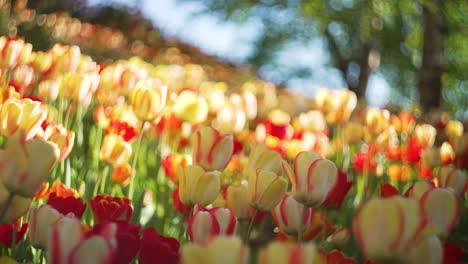 a colorful field of yellow and orange tulips in the middle of europe while spring