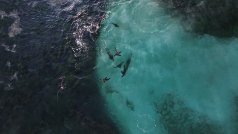 aerial: sea lions swimming in shallow water