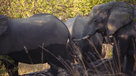 elephant herd in okavango delta, botswana