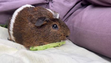 guinea pig eating cucumber