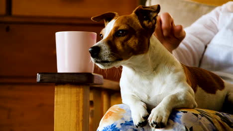 alert and handsome jack russell on lap being stroked calmly, static shot