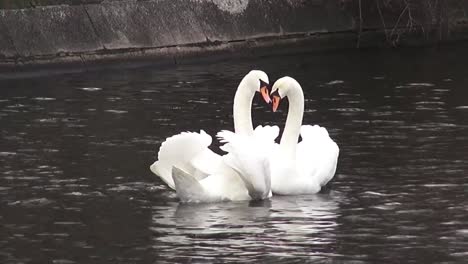 Two-swans-spring-choregraphy-50-fps-10-sec-HD-00317