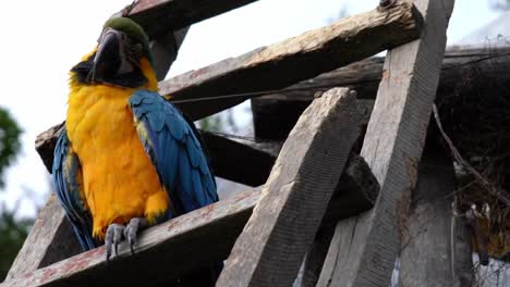 close-up of a blue yellow macaw parrot bird staring at the camera while perched on old wooden stairs outside in tropical amazon rainforest