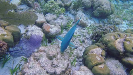 Ein-Blauer-Papageienfisch-Frisst-Korallen-Auf-Dem-Meeresboden-Der-Tropischen-Gewässer-Vor-Dem-Hol-Chan-Marine-Reserve,-San-Pedro,-Belize