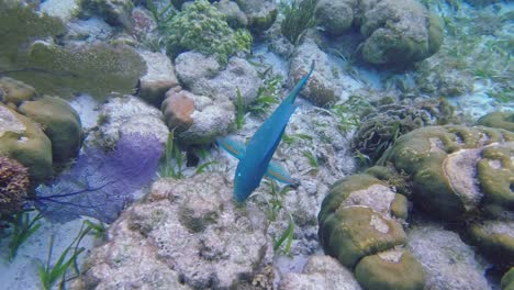un pez loro azul come coral en el lecho marino de las aguas tropicales frente a la reserva marina de hol chan, san pedro, belice