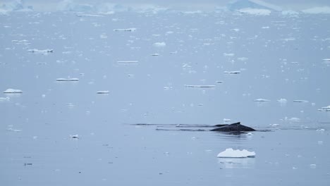 Antarctica-Wildlife-of-Pod-of-Humpback-Whales,-Blowing-Air-and-Breathing-Through-Blowhole,-Surfacing-and-Swimming-in-Ocean-Sea-Water,-Antarctic-Peninsula-Amazing-Marine-Wildlife-Encounter