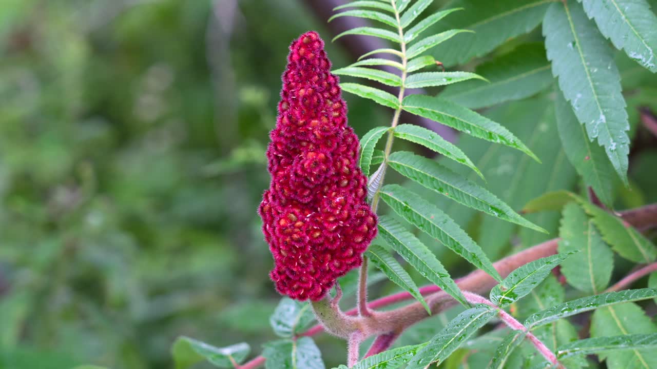 A beautiful red staghorn sumac in bloom against a green background of shrubs.