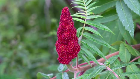 a beautiful red staghorn sumac in bloom against a green background of shrubs.