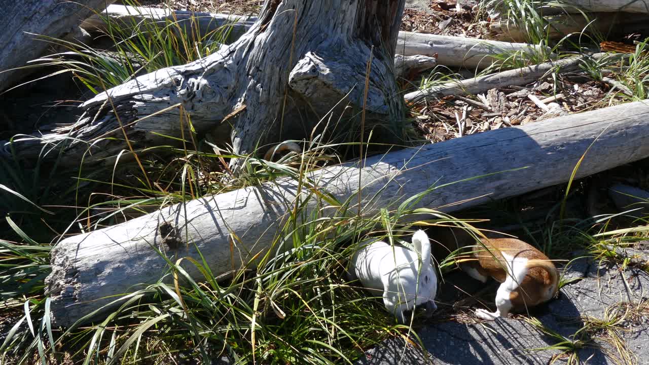 순혈 잭 러셀 테리어 개 사냥