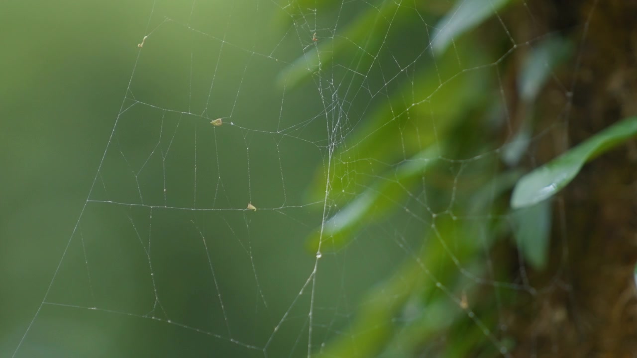 Spider web on blurred green background