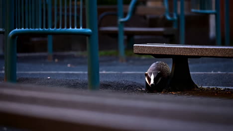badger in a city park