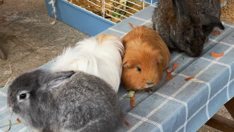 cute domestic animals like rabbits and guinea pigs at educational community farm with cages in background