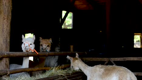 three-alpaca-playing-with-the-wooden-fence-in-a-farm-and-eating-hay