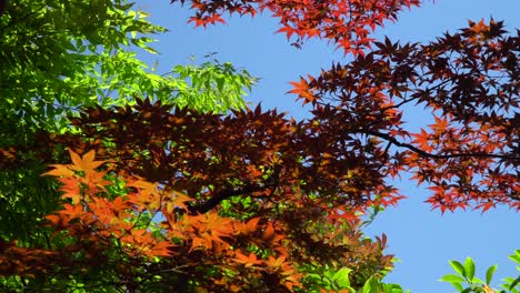 beautiful colored maple leaves in the japanese park kenroku-en in kanazawa city