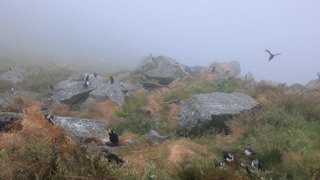 papagayo atlántico (fratercula arctica), en la roca de la isla de runde (noruega).