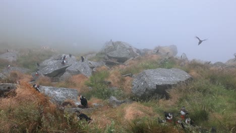 Papageitaucher-(Fratercula-Arctica),-Auf-Dem-Felsen-Auf-Der-Insel-Runde-(Norwegen).