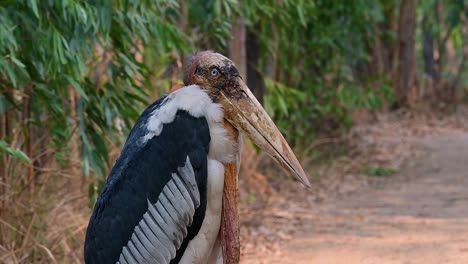 un gran pájaro de la familia de las cigüeñas común en el sur de asia y ahora en peligro de extinción debido a la pérdida de hábitat