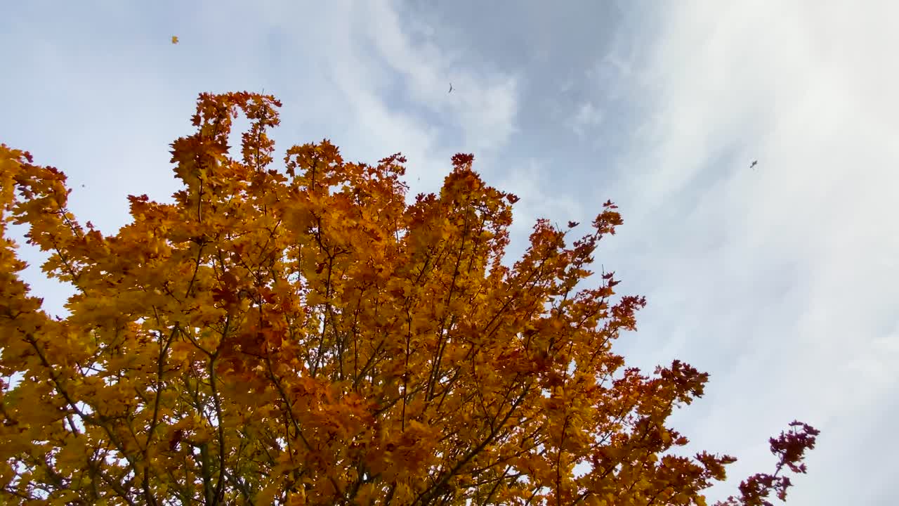 hojas que caen del árbol de otoño dorado, plataforma rodante de ángulo bajo