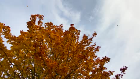 Hojas-Que-Caen-Del-árbol-De-Otoño-Dorado,-Plataforma-Rodante-De-ángulo-Bajo