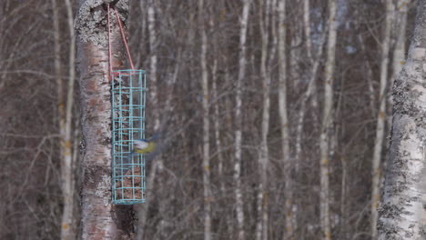 blue tit song bird jumping on forest feeder and fly away, static view