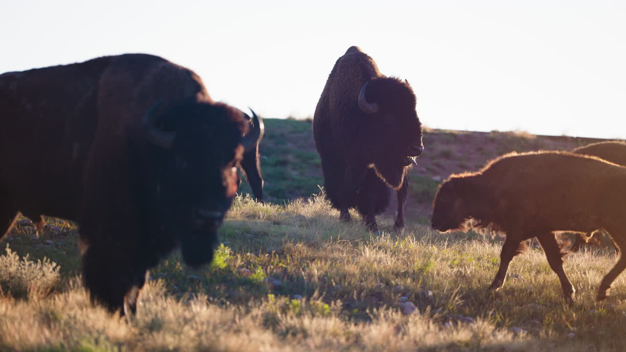 Mandrie di bisonti selvatici che si radunano nella luce mattutina della natura selvaggia.