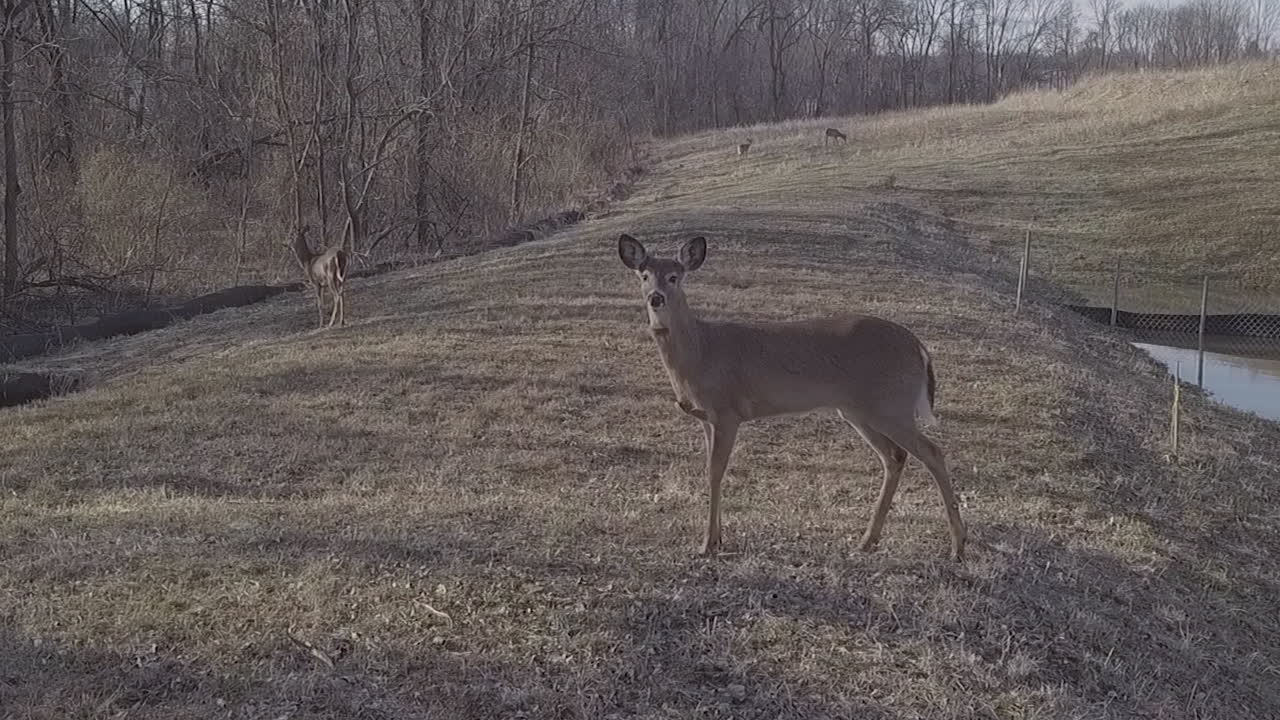 siguiente disparo de ciervo en el área del bosque