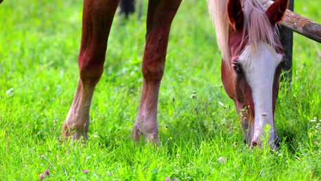 a horse is actively foraging in the meadow - close up