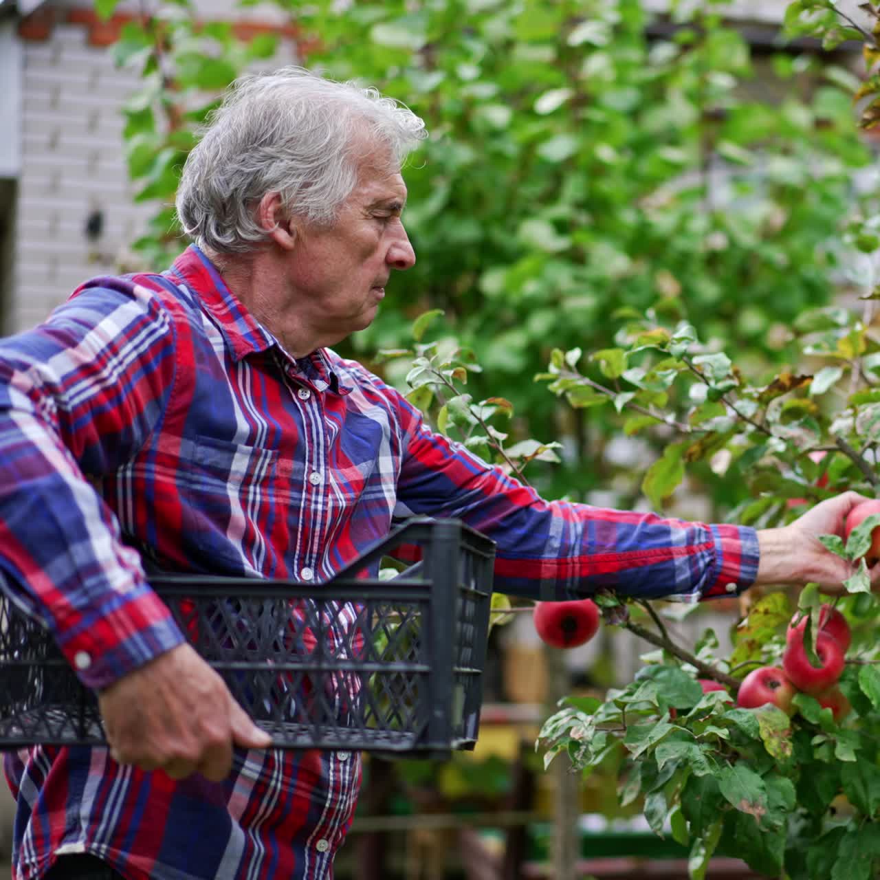 Grey-haired farmer in chequered shirt collects apples from trees into a box he is holding in his arm. Man harvesting fruit in the garden near his house