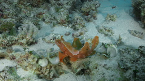 a mesmerizing and beautiful pink rhinopias eschmeyeri sways gently on the sandy ocean floor filled with volcanic rock and soft corals