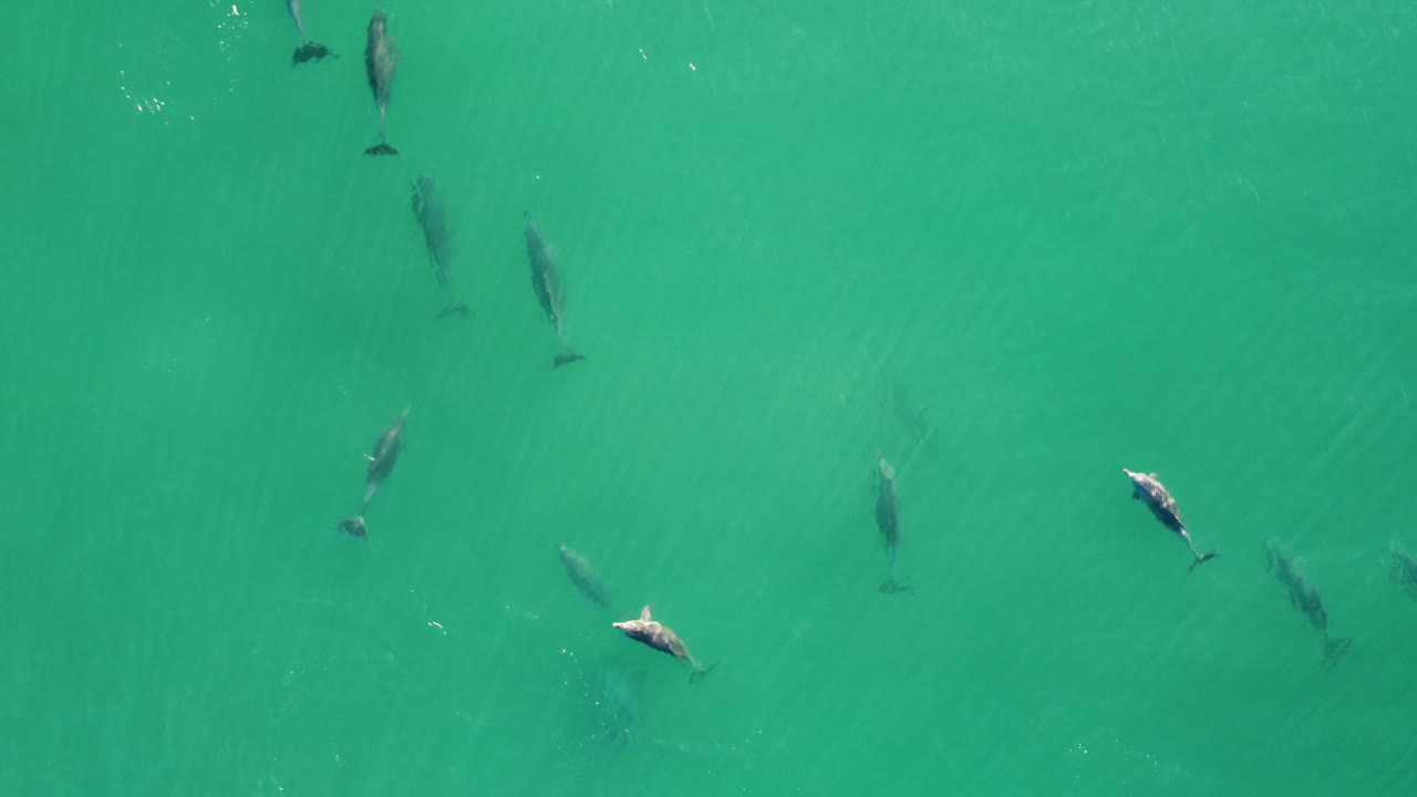 toma panorámica aérea de drones de la vista del cielo sobre la vaina de delfines nadando cerca de bateau bay costa central turismo naturaleza animales nsw australia 4k