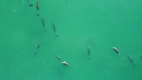 drone aerial pan shot of sky view above dolphin pod swimming near bateau bay central coast tourism nature animals nsw australia 4k