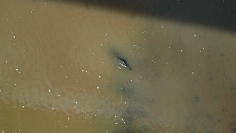 tomada aérea de un dron alejándose del cocodrilo en el río tarcoles
