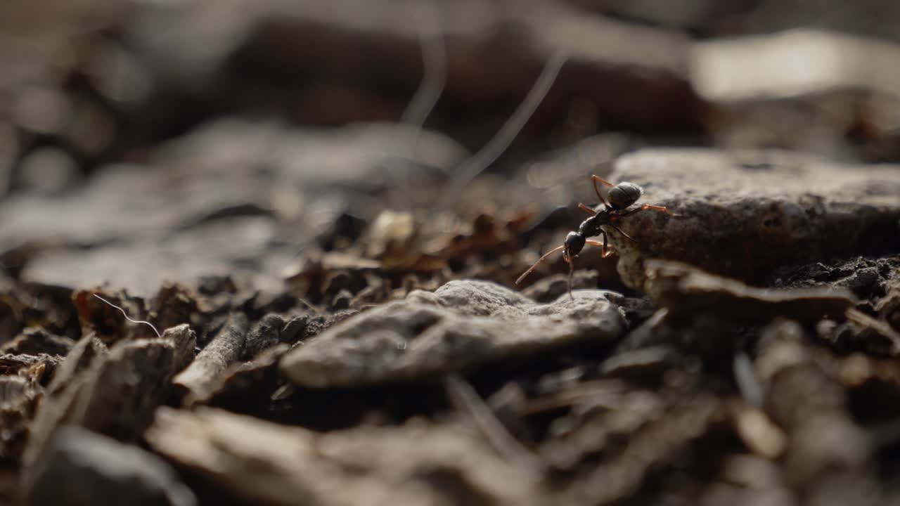 조용한 자연 보호구역에서 이른 아침 빛에 숲 바닥 텍스처의 복잡한 세부 사항을 탐구합니다.
