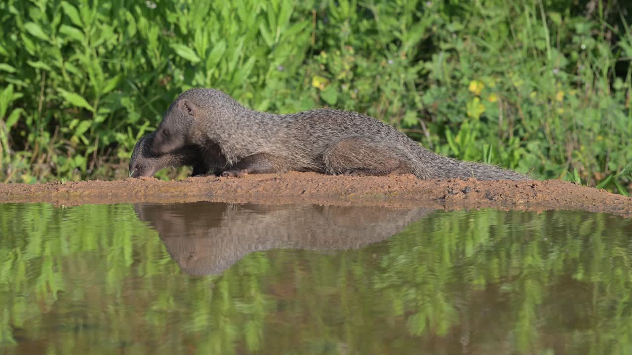 A mother Egyptian mongoose eating and drinking near the pond followed by her cubs