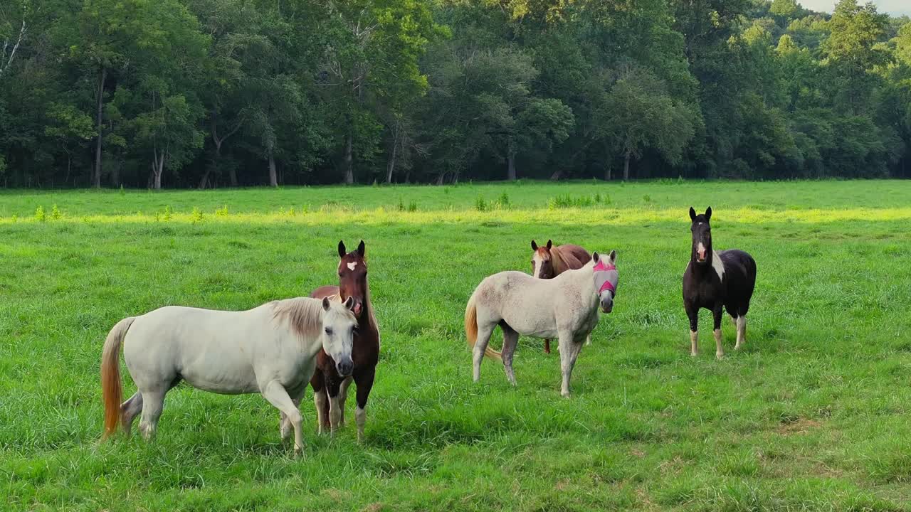 Horses in a field in Georgia drone view