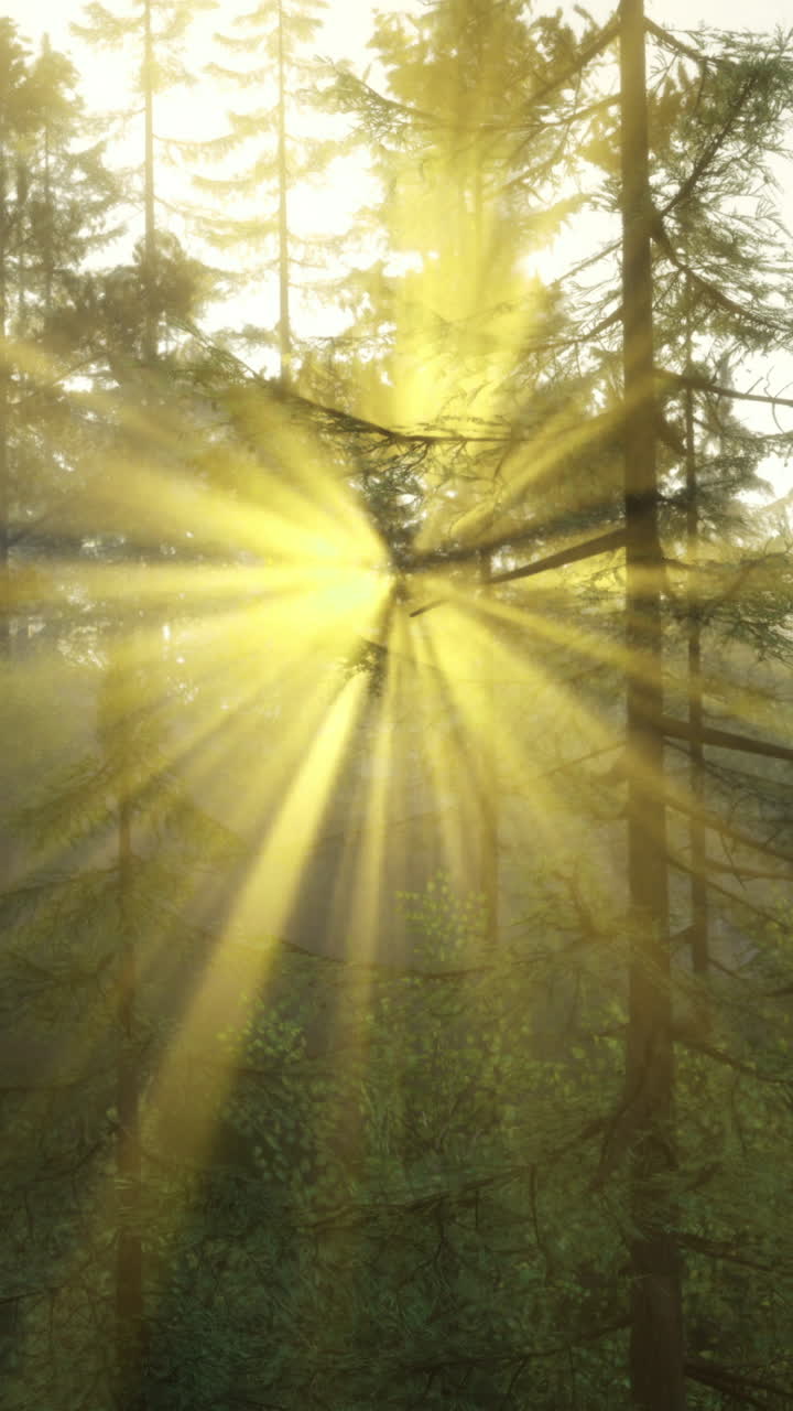 A luz do sol brilha através das árvores em uma floresta ao amanhecer