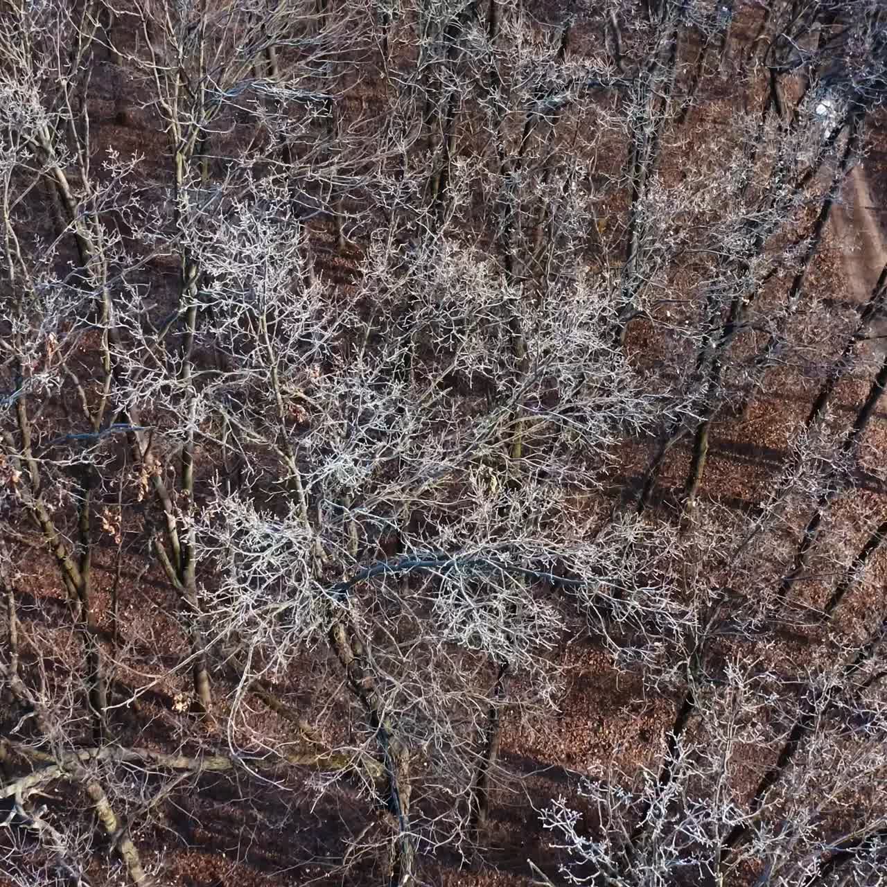 겨울 숲 의 공중 전망