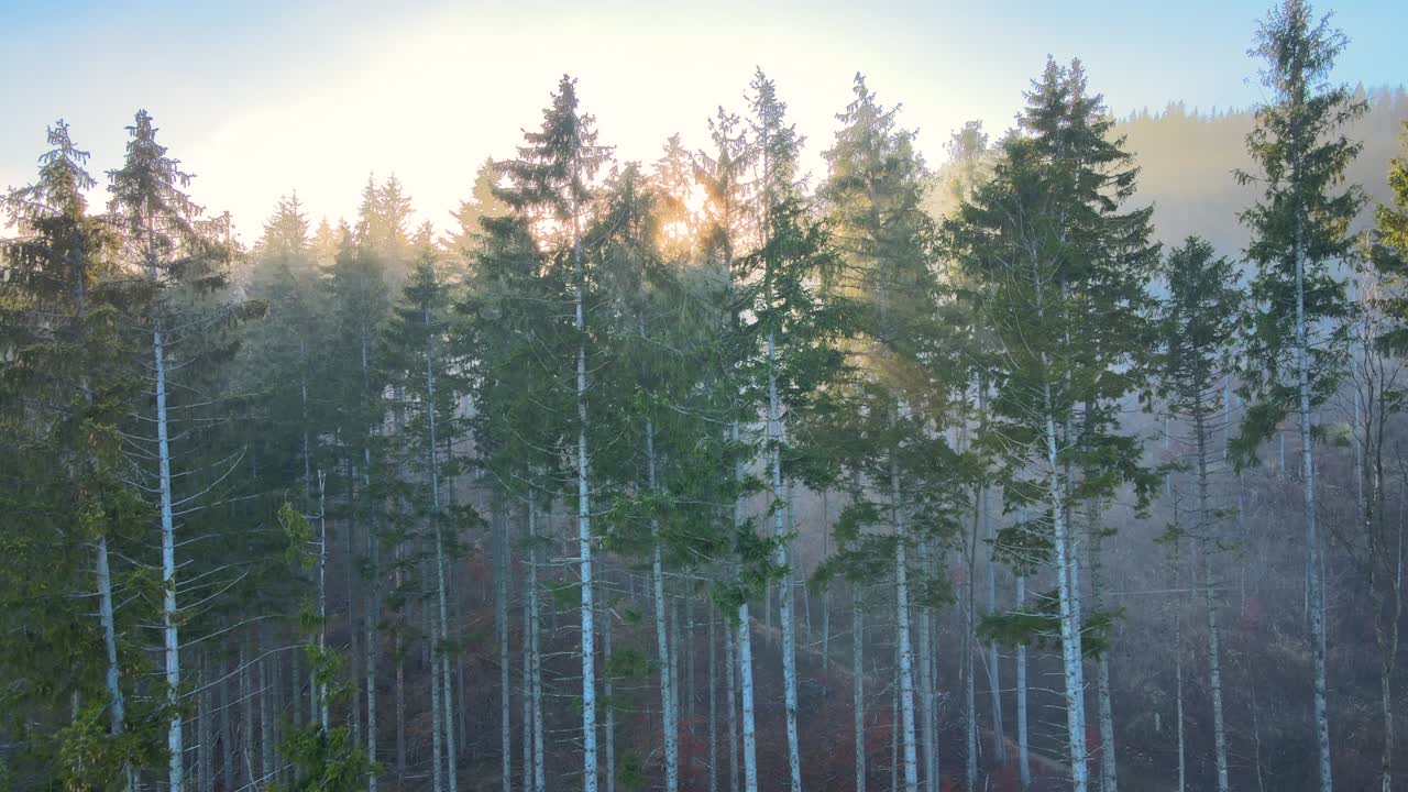 Aerial view of brightly illuminated with sunlight beams foggy dark forest with pine trees at autumn sunrise. Amazing wild woodland at misty dawn. Environment and nature protection concept