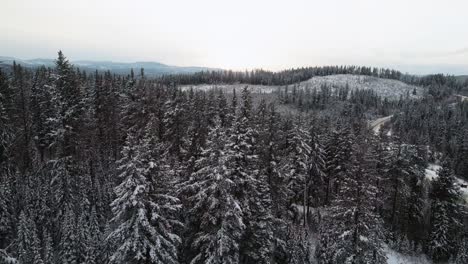 Overcast-Winter-Wonderland:-A-Reverse-Aerial-Flight-Over-Snow-Covered-Spruce-Trees-Along-Little-Fort-Highway-24