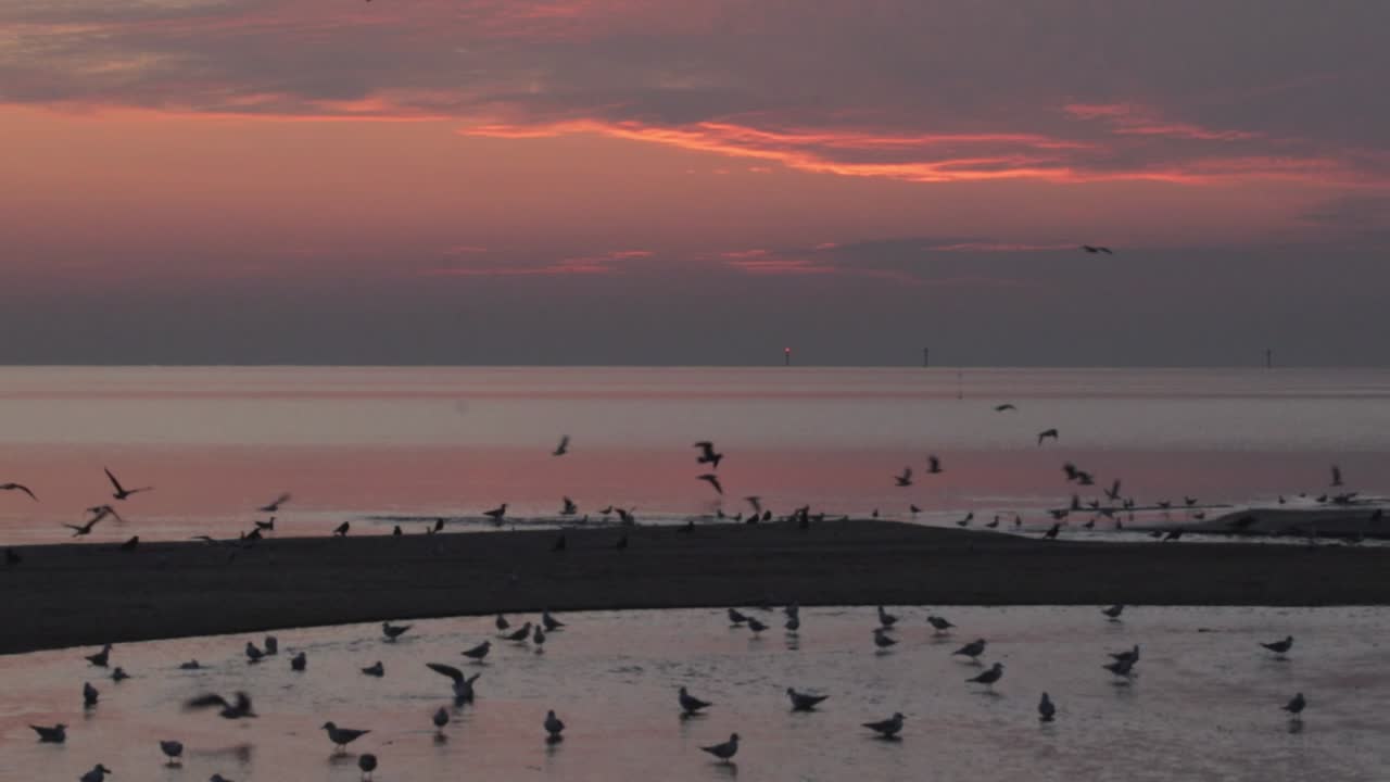 해변의 새들, 추운 이른 아침에 보라색과 주황색 하늘이 있는 서사시적인 일출 동안 겨울철에 이동할 준비를 하는 까마귀