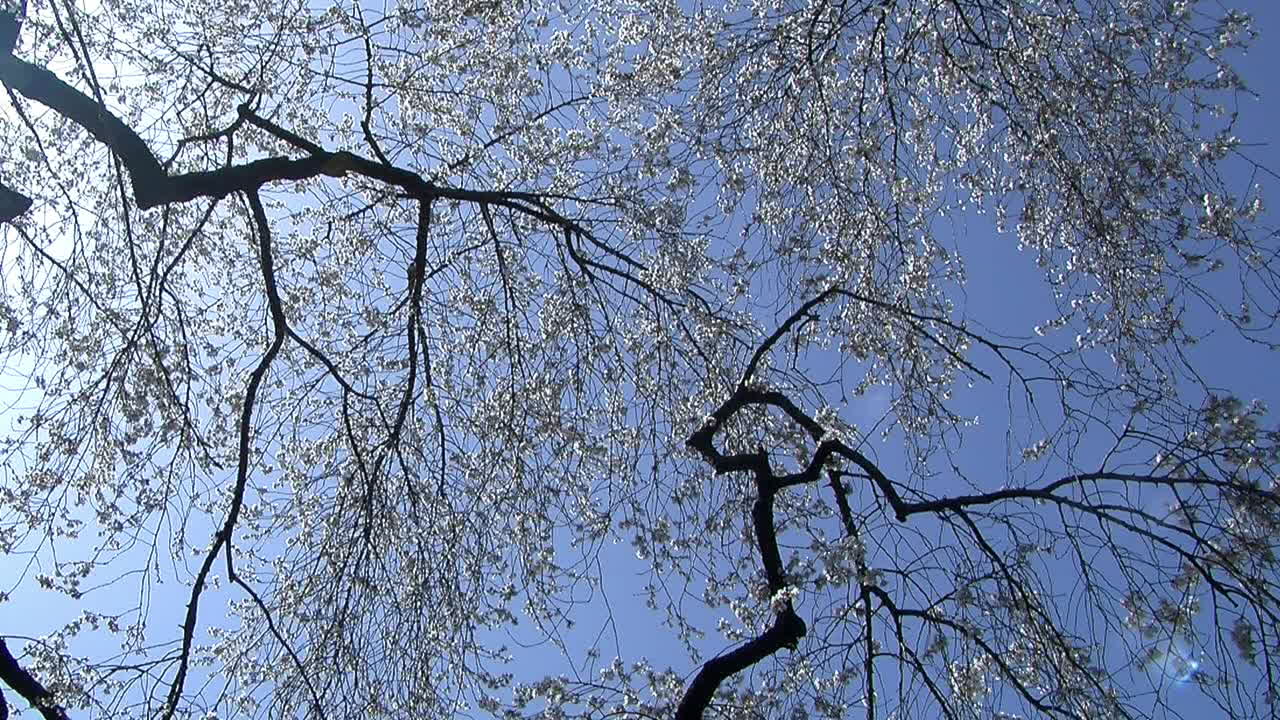 Camera jibs down from cherry blossoms to Japanese house