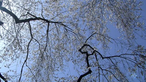 la cámara baja desde los cerezos en flor hasta la casa japonesa