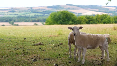 Focus-pulling-shot-between-fields-and-hilly-horizon-to-sheep-standing-nearby-on-a-bright-cloudy-day