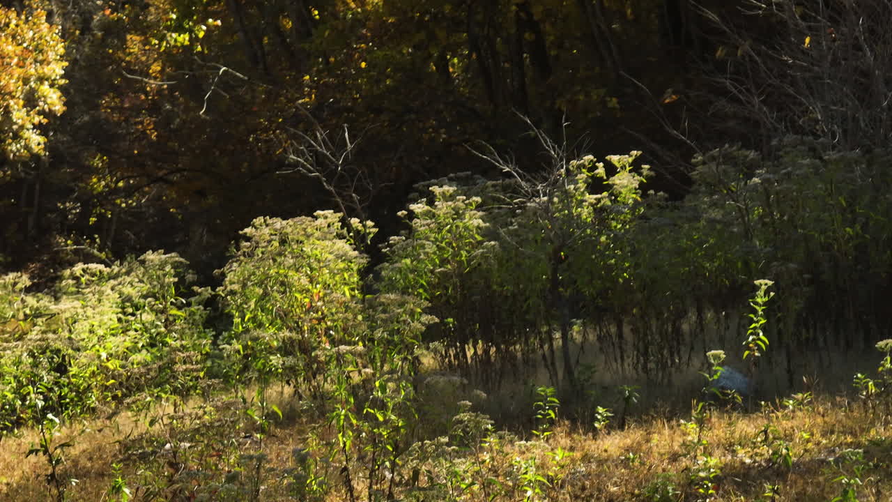 야생의 꿈 같은 낙원에서 따뜻한 날